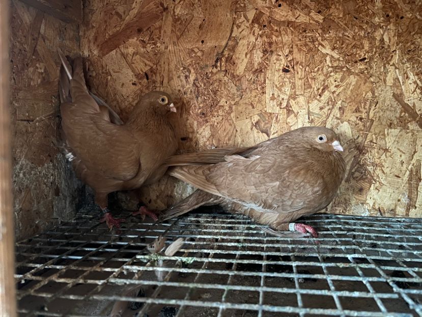 29 - 8-perechi matca 2025