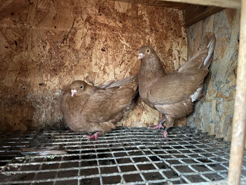  - 8-perechi matca 2025