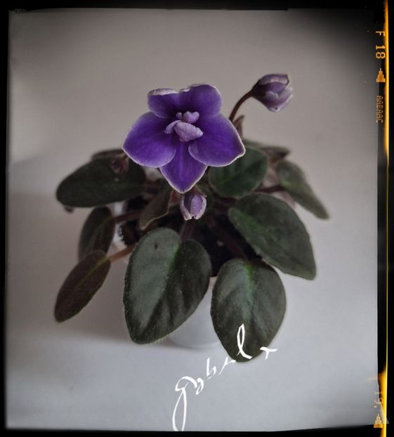 Jolly Dark Cloud - A Violete mini si semimini