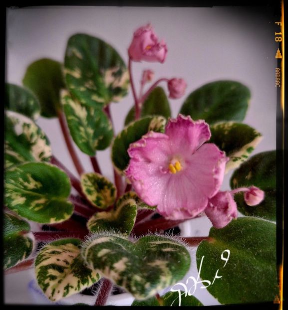 N May - A Violete mini si semimini