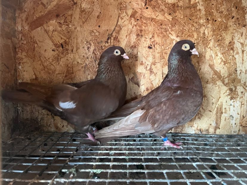 9 - 7-perechi matca 2024