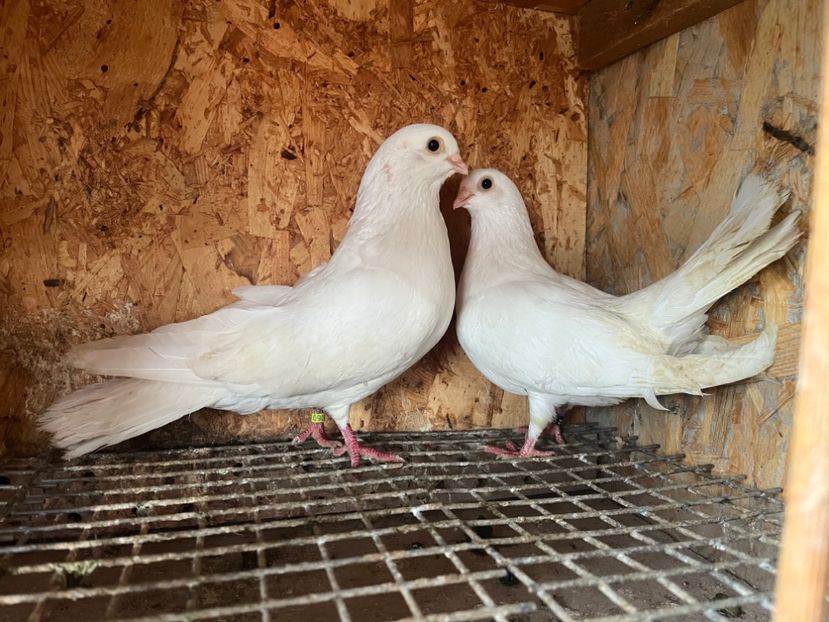 10 - 7-perechi matca 2024