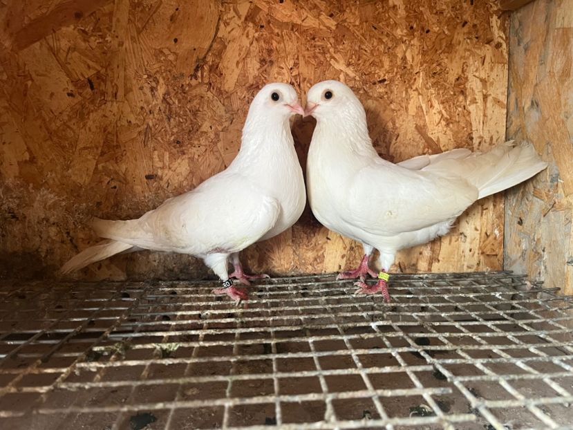  - 7-perechi matca 2024