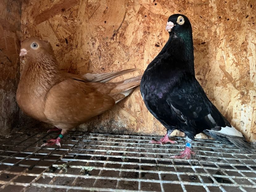 11 - 7-perechi matca 2024