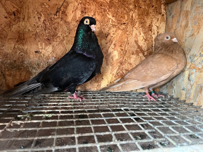  - 7-perechi matca 2024