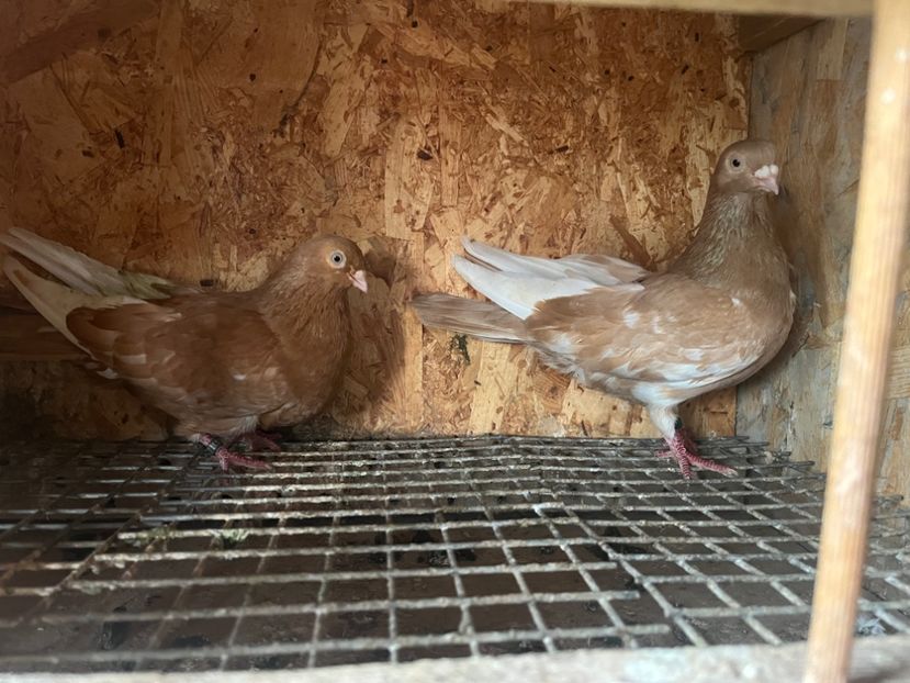  - 7-perechi matca 2024