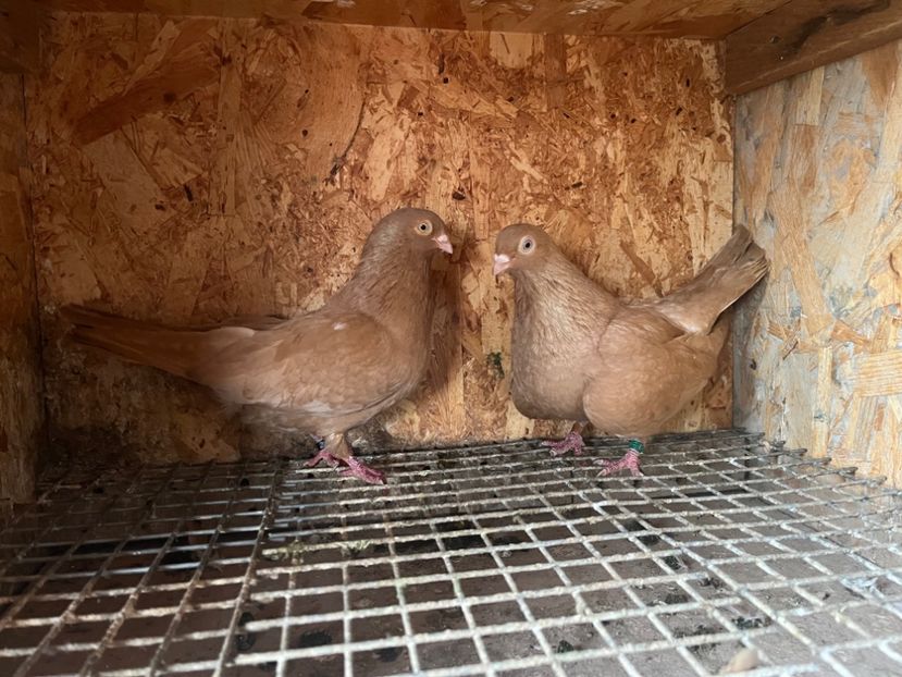  - 7-perechi matca 2024