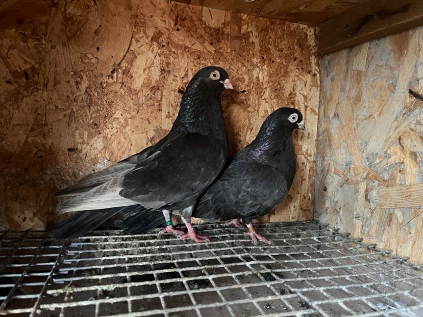 20 - 7-perechi matca 2024