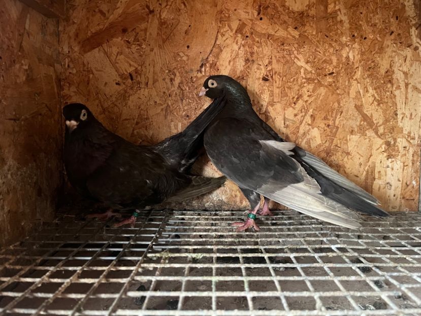  - 7-perechi matca 2024