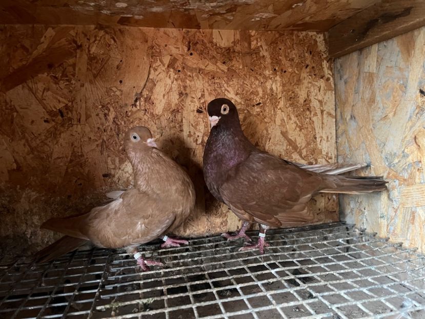 21 - 7-perechi matca 2024