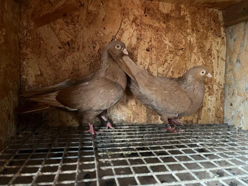 22 - 7-perechi matca 2024