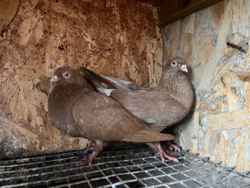  - 7-perechi matca 2024