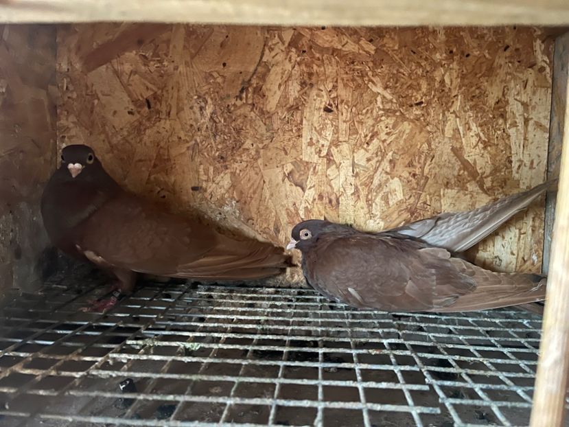  - 7-perechi matca 2024