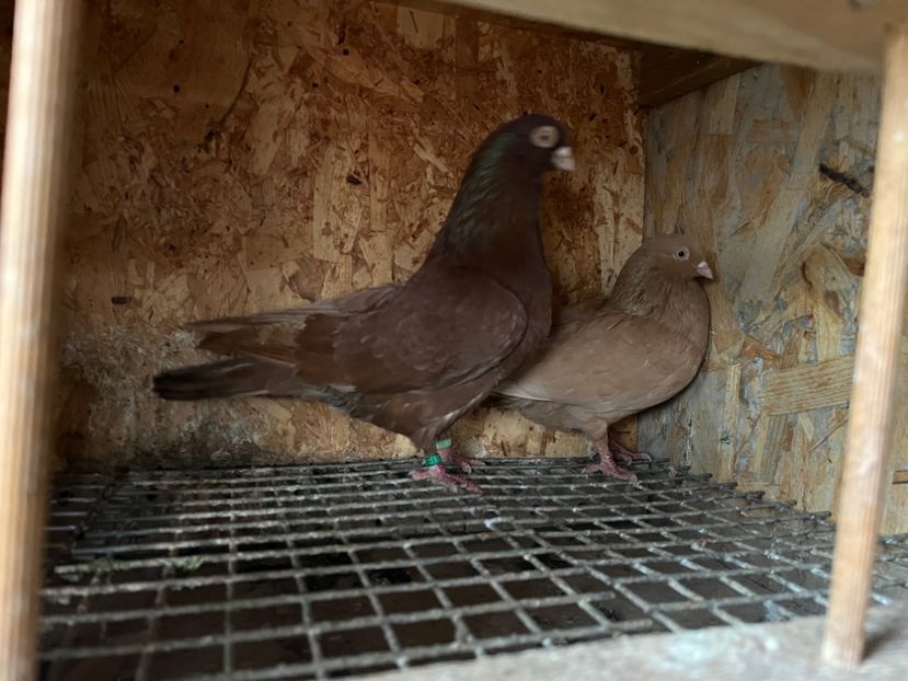  - 7-perechi matca 2024