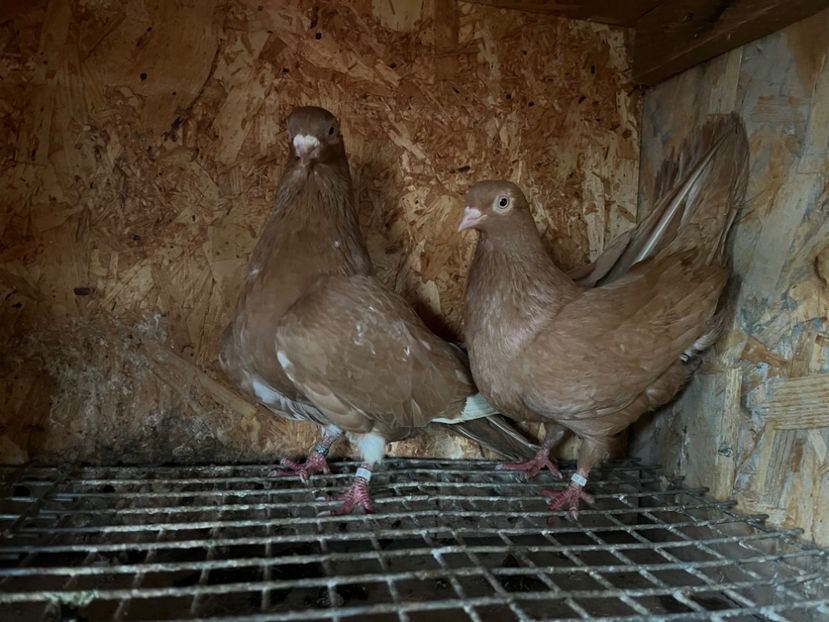  - 7-perechi matca 2024