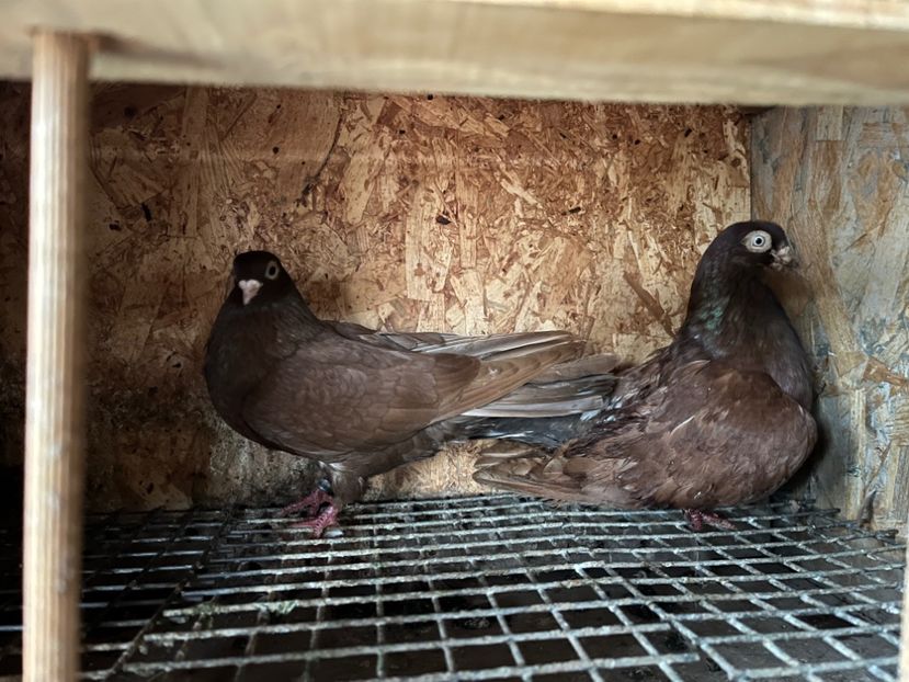 30 - 7-perechi matca 2024