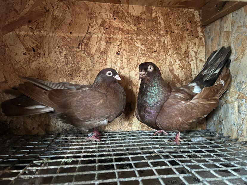  - 7-perechi matca 2024