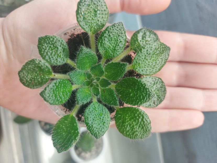  - Petrocosmea cryptica