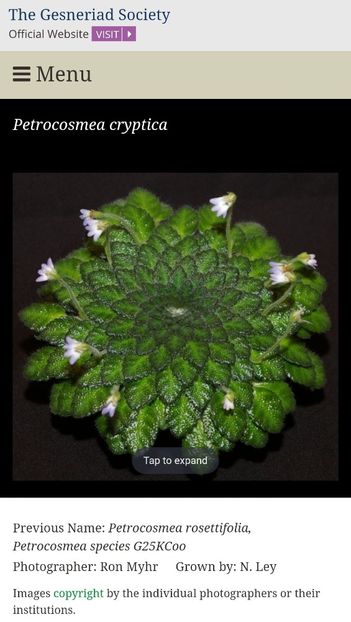 Screenshot_20250401_201223_Chrome - Petrocosmea cryptica