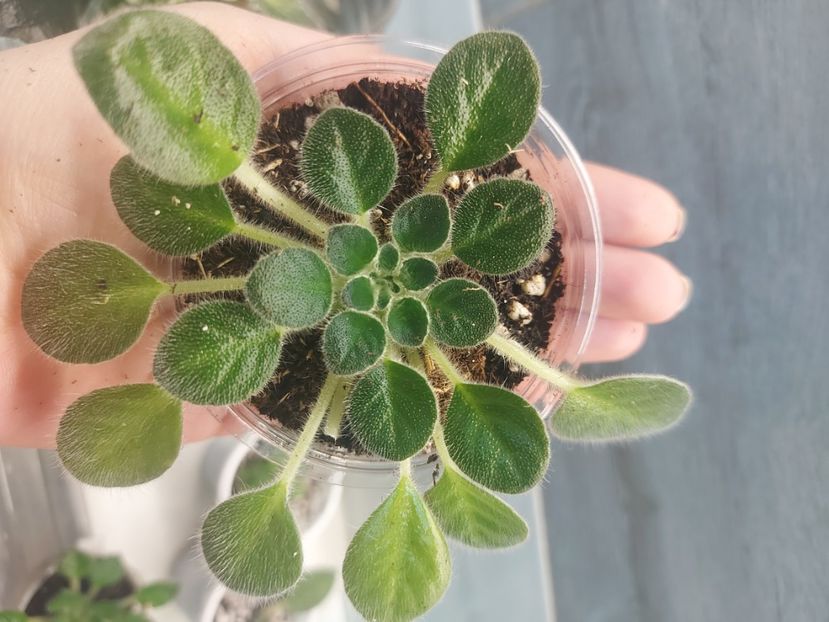  - Petrocosmea Yuki No Sei