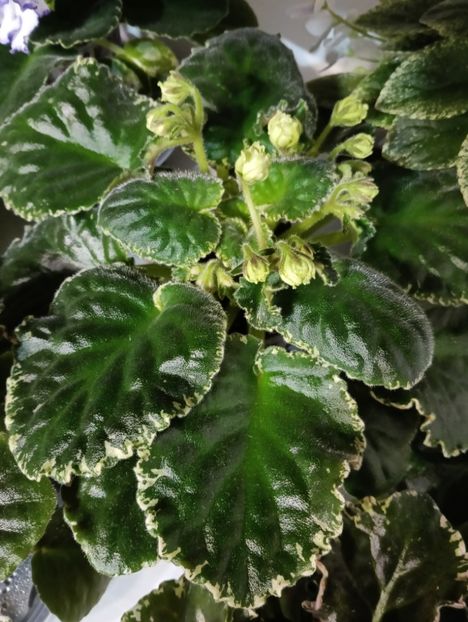  - BUCKEYE SEDUCTRESS