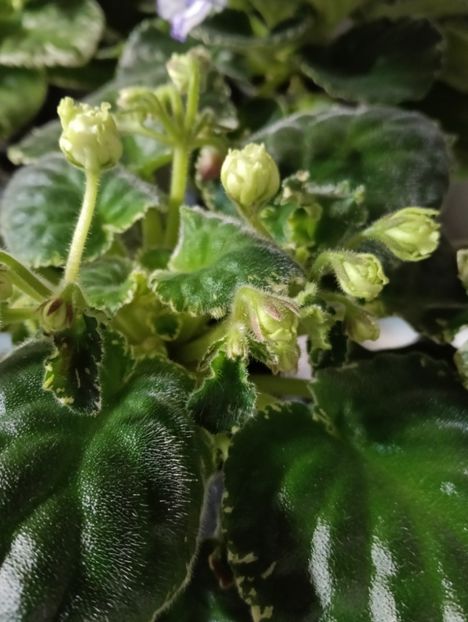  - BUCKEYE SEDUCTRESS