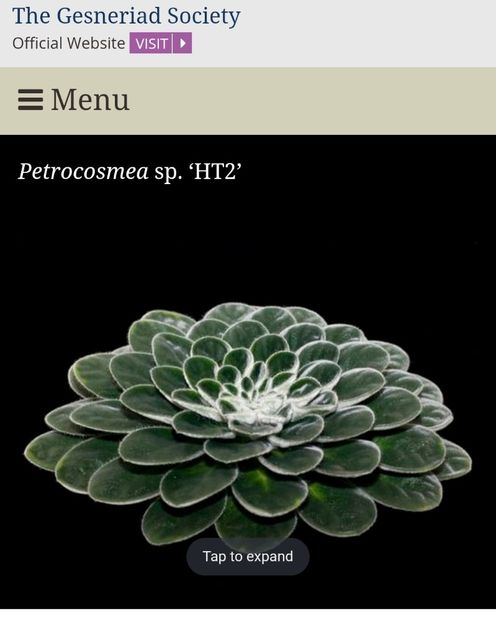 Screenshot_20250401_213747_Chrome - Petrocosmea HT2