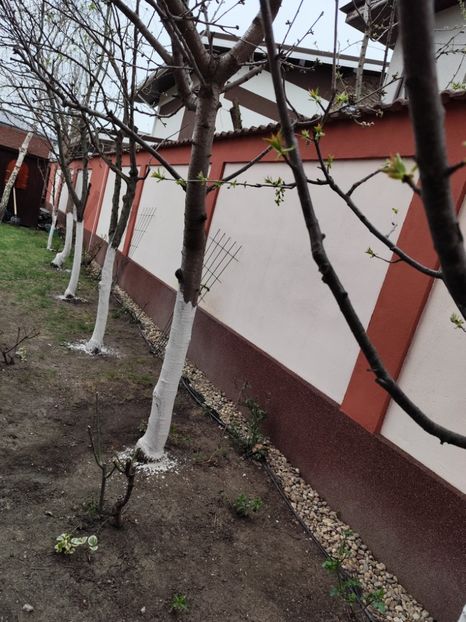  - Primavara 2025