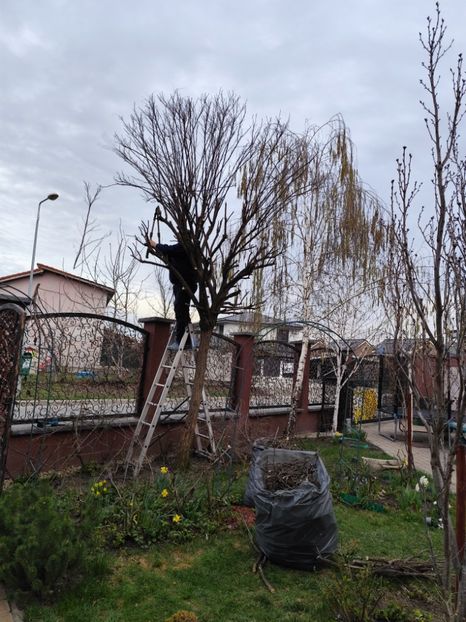  - Primavara 2025