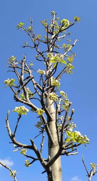 Flori de păr - Gradina si terasa PrimaLuce__11-Hello 2025