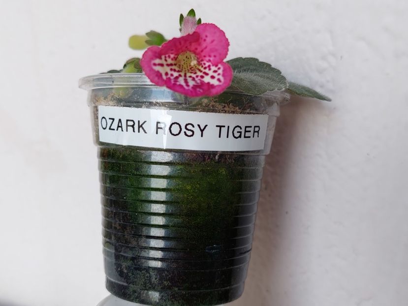 Ozark Rosy Tiger(2-04-2025) - Sinningii 2025