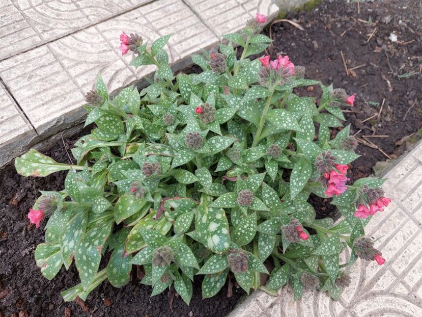 Pulmonaria Twinkle Toes -posibil - 2025 ian feb martie