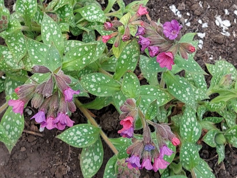 Pulmonaria Victorian Brooch - 2025 ian feb martie