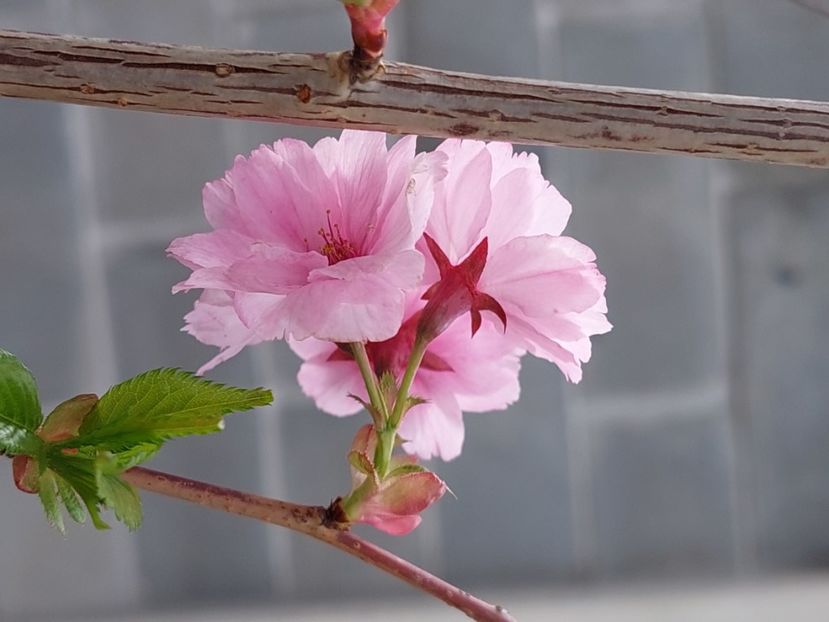 Prunus First Blush - 2025 ian feb martie
