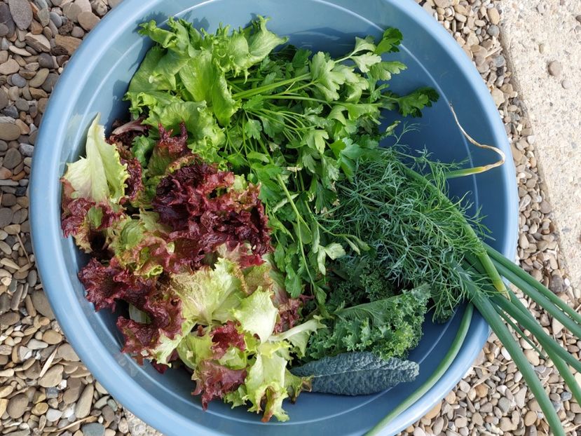  - 2025 gradina de legume