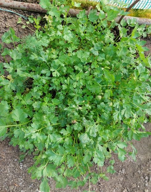  - 2025 gradina de legume