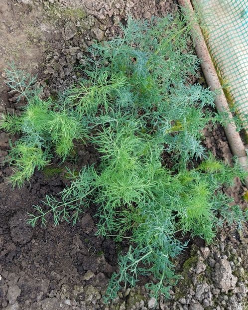  - 2025 gradina de legume