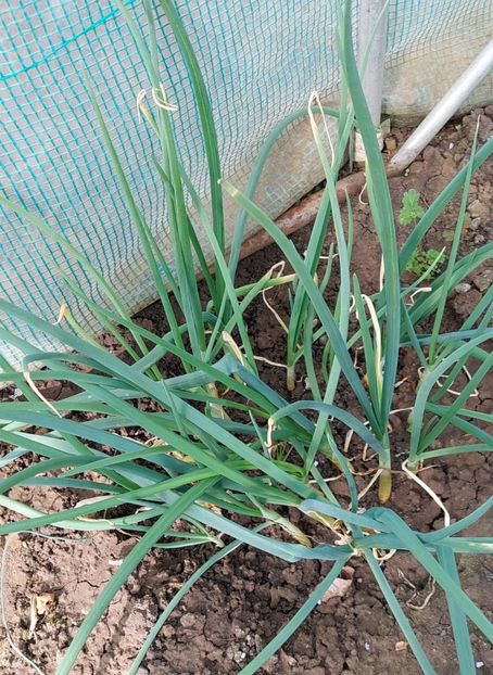  - 2025 gradina de legume