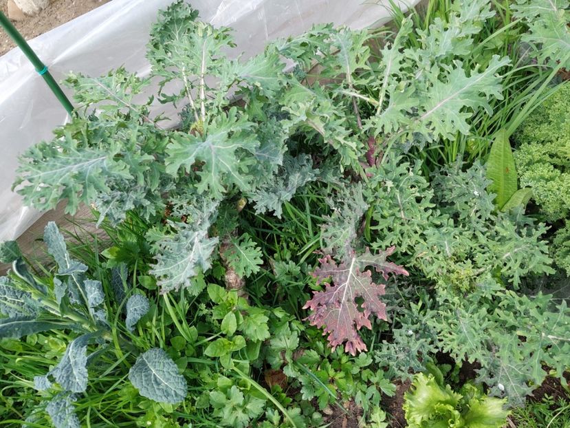  - 2025 gradina de legume