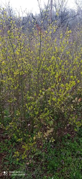  - 0-1 Ligustrum Ovalifolium Variegat Disponibil 2025