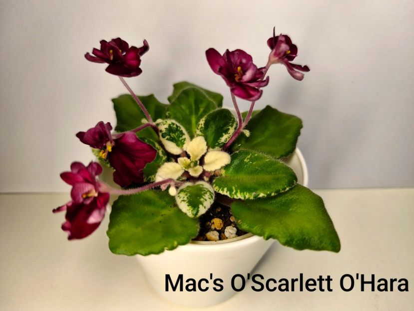  - Colectie Violete africane 2025