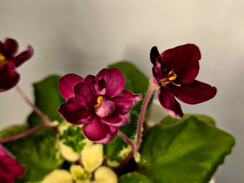  - Colectie Violete africane 2025