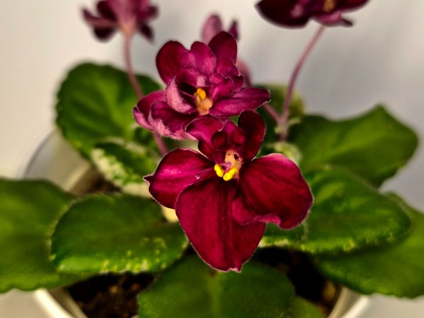  - Colectie Violete africane 2025