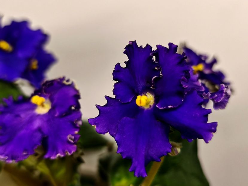  - Colectie Violete africane 2025