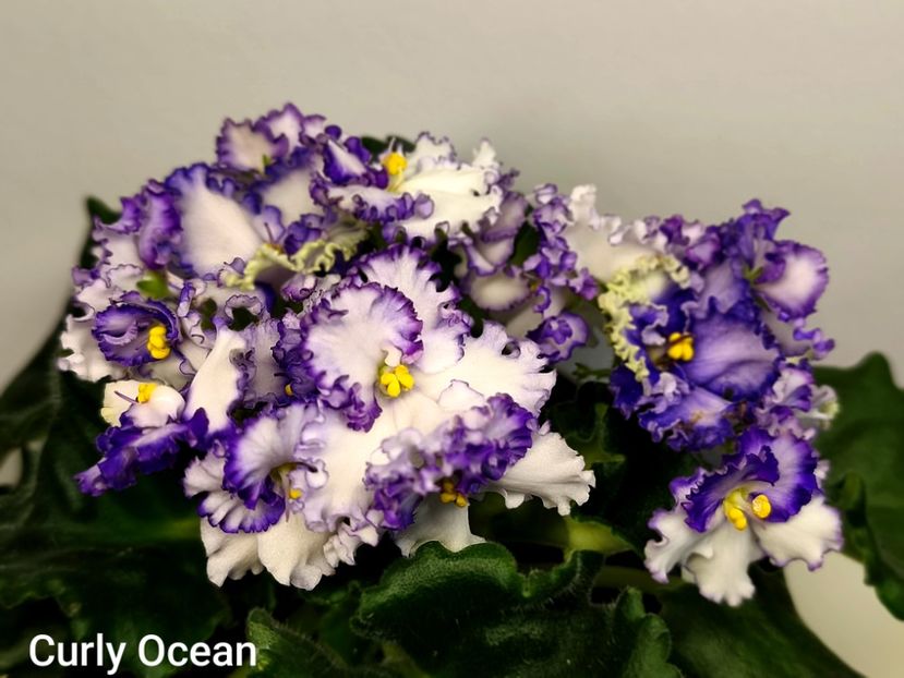  - Colectie Violete africane 2025