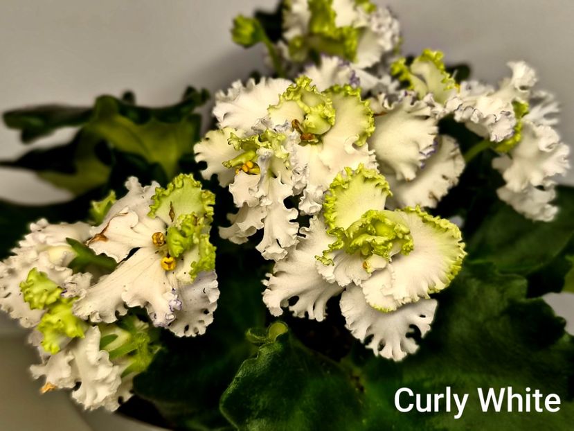  - Colectie Violete africane 2025