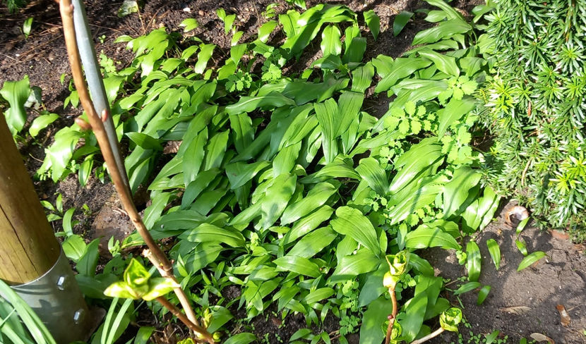  - 2025 - 01 - Primavara