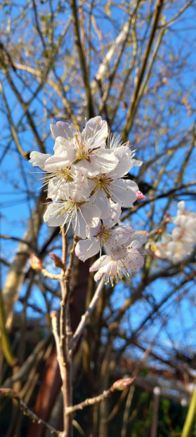  - 2025 - 01 - Primavara