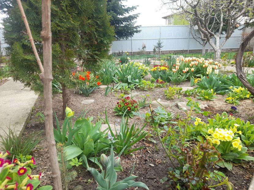  - 1111 Bucurii florale 2025