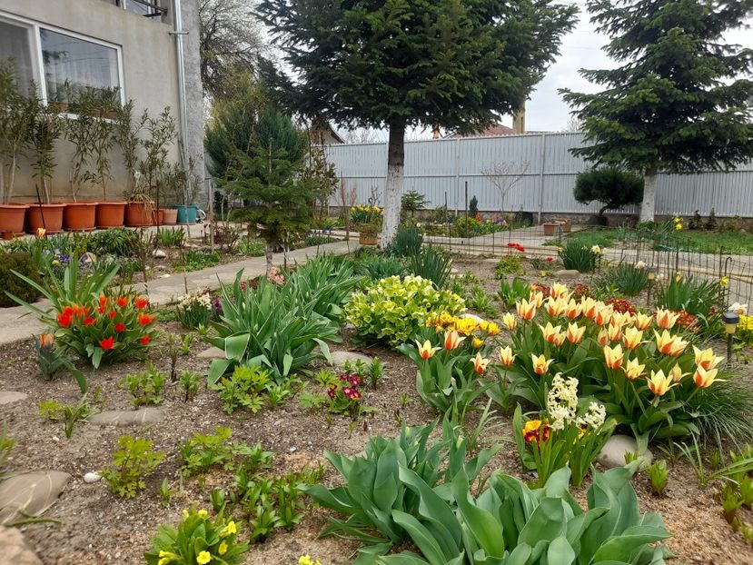  - 1111 Bucurii florale 2025